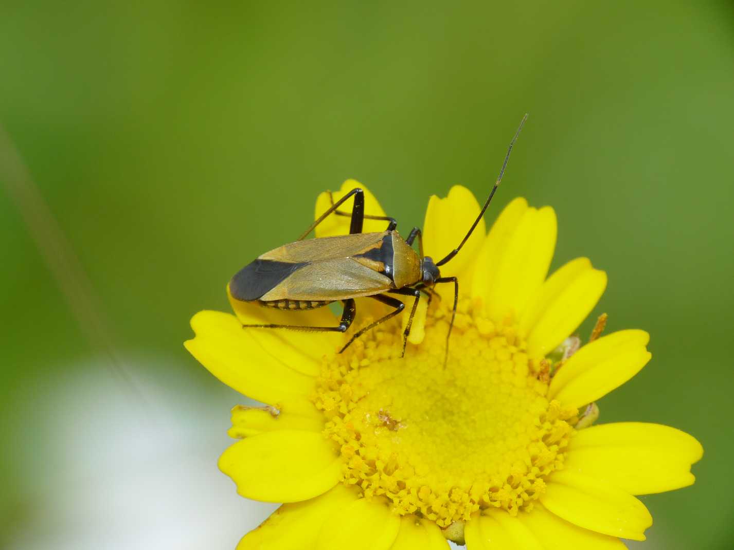 Carrellata di Miridae